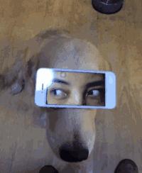 金毛最聪明的一只狗狗,金毛最有灵性是最懂事的狗