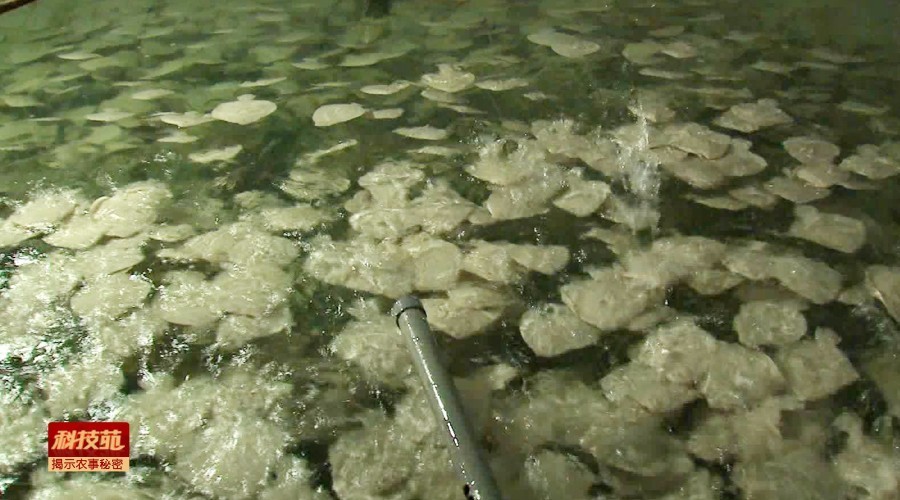 水产养殖对孔雀石绿禁用吗,孔雀石绿水产养殖