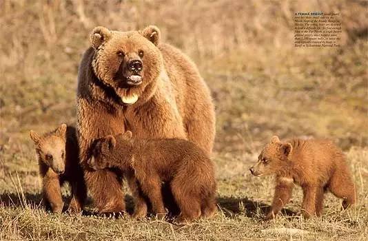 野外棕熊来袭,野外遇到棕熊袭击怎么办