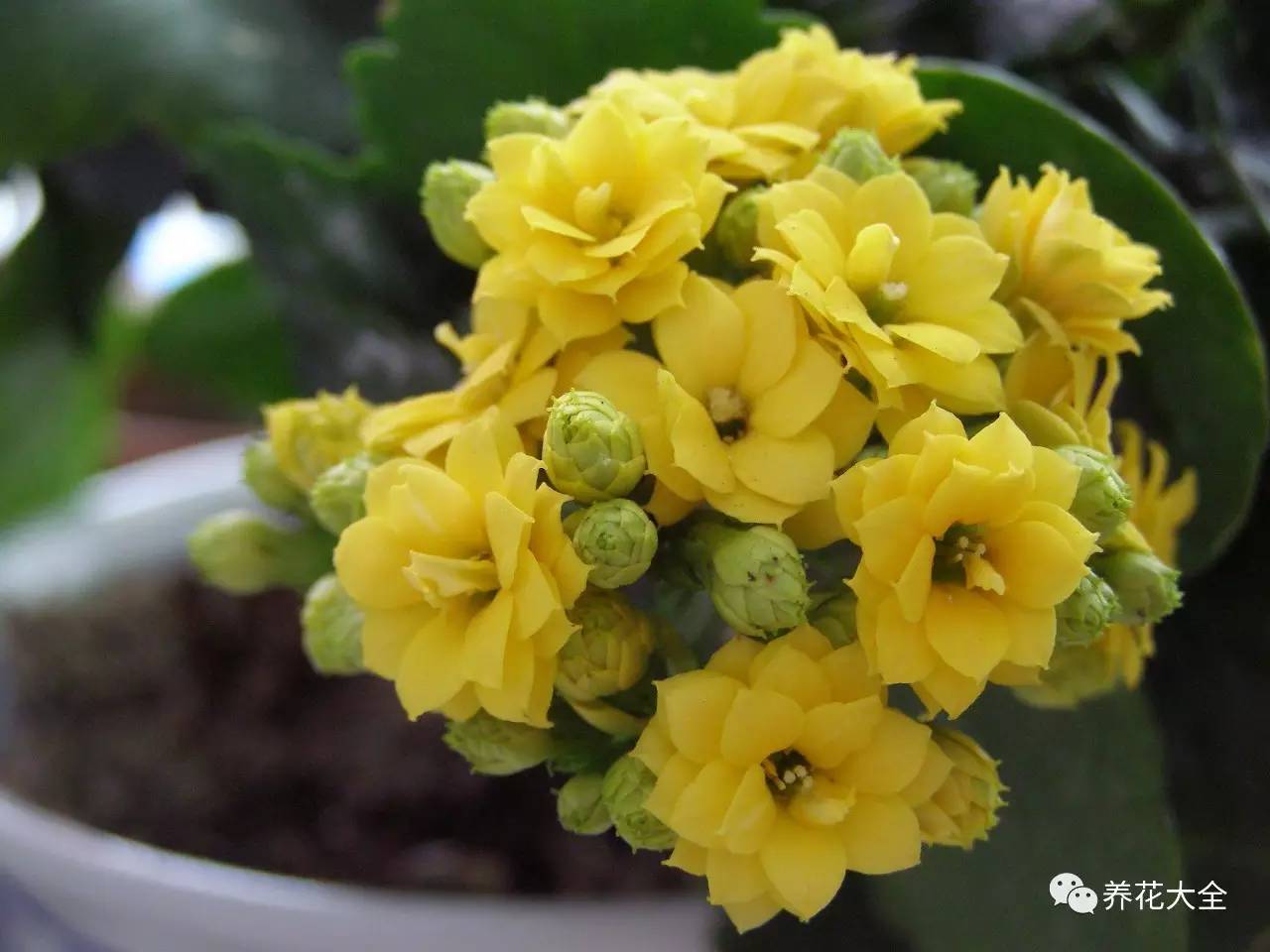 快死的花埋沙里能救活吗,快死的花