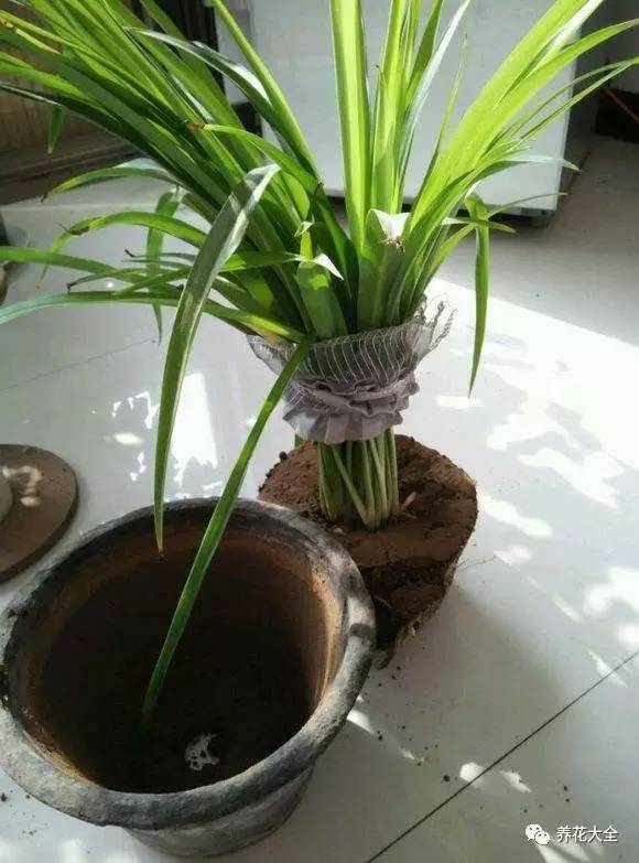 吊兰妙招,学会这四招轻松把花养得枝繁叶茂