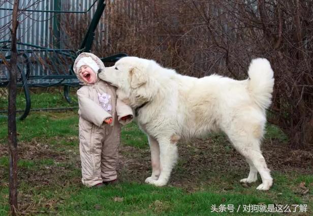 最凶悍的大白熊犬,常见的大白熊犬