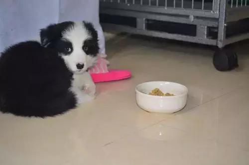 狗狗爱捡东西怎么回事,狗狗爱乱叼东西怎么办啊