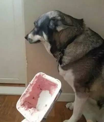 鍋氬畬鍧忎簨灏辫窇鐨勭嫍,鍋氫簡鍧忎簨瑁呭偦