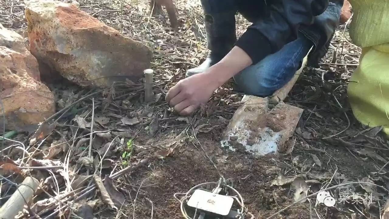 如何在野外布置老虎夹，想要捕到腊物，里面的学问多着呢