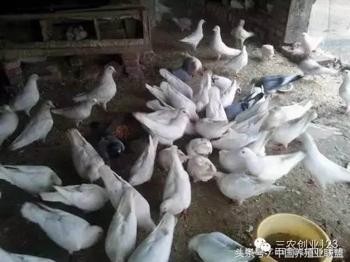 养殖类的小本创业哪些赚钱快,适合穷人的18个创业项目养殖