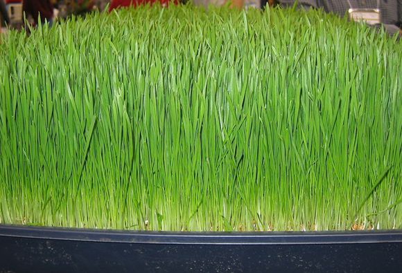 蔬菜怎么吃最健康,绿色健康蔬菜菜谱