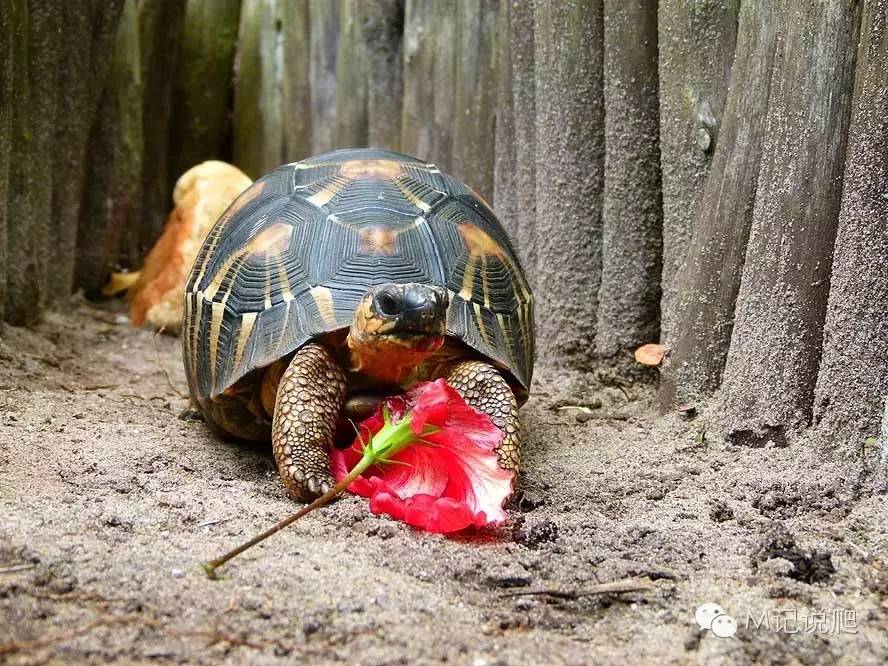 辐射陆龟名字由来,辐射陆龟是什么