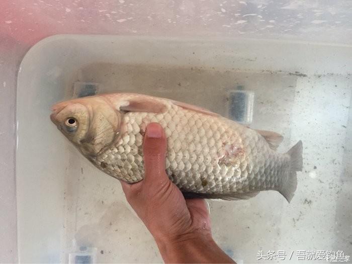 大湖冬钓鲫鱼怎么找钓点,平天湖初冬