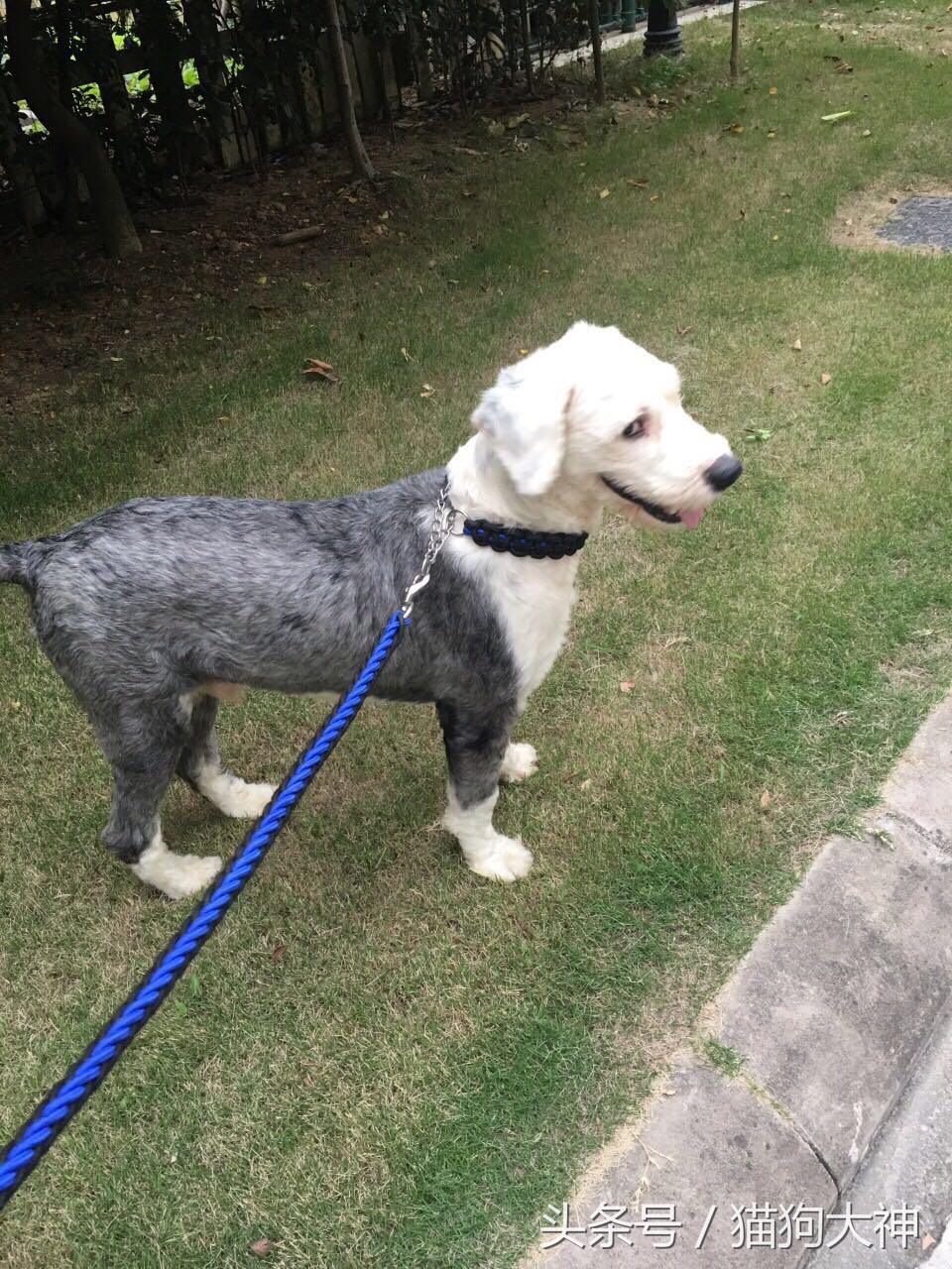 没想到捡到的流浪狗这么聪明懂事,偶然发现的流浪狗