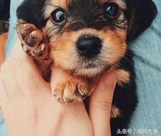 你莫名其妙找不到的东西，可能都在你家狗狗肚子里