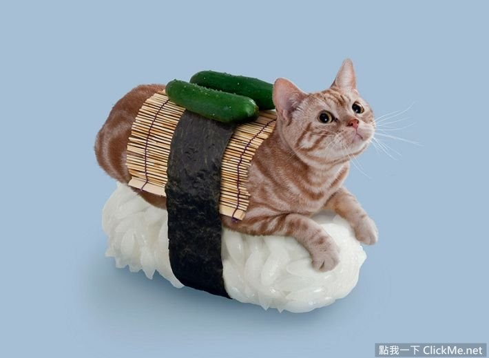 猫咪寿司店治愈短片,超可爱寿司猫咪