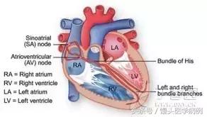 漫话心律失常：窦性心律没你想得那么简单