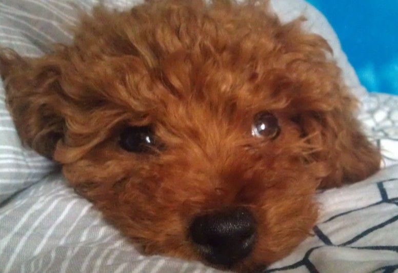 贵宾犬病,贵宾犬最容易得什么疾病