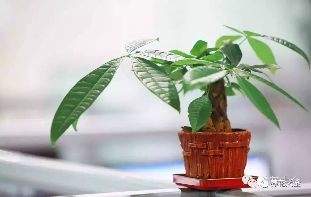 水养发财树绿萝黄叶掉叶怎样补救,绿萝发财树怎么养不烂根
