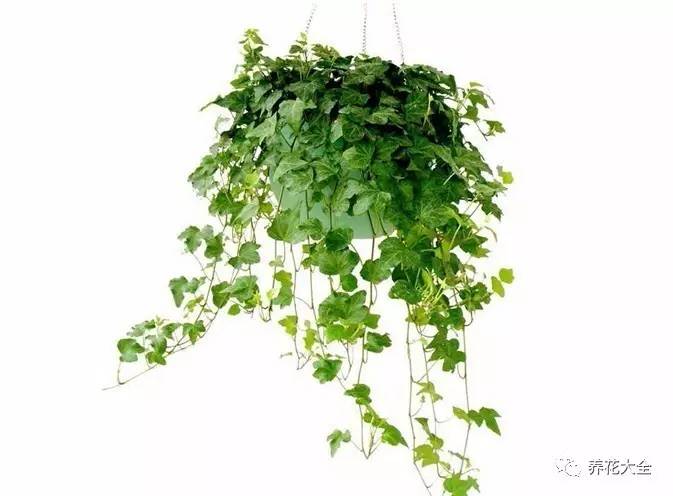 水养发财树绿萝黄叶掉叶怎样补救,绿萝发财树怎么养不烂根