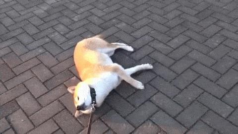 狗狗一拉出去，就收不回来了，怎么破？