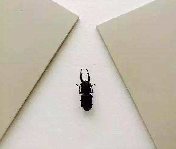 怎么把球形宠物做成标本,什么昆虫可以做宠物