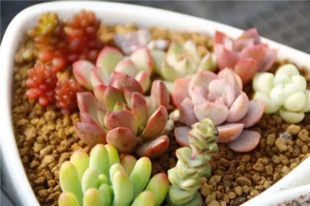 12月23号开幕啦!冰雪奇缘圣诞狂欢!中西合璧庙会美食啥都有