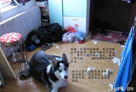 月收入多少你才能够养好一只哈士奇？