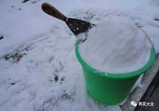 雪水、食盐、白糖、维生素，能让花枝繁叶茂，你信不信？