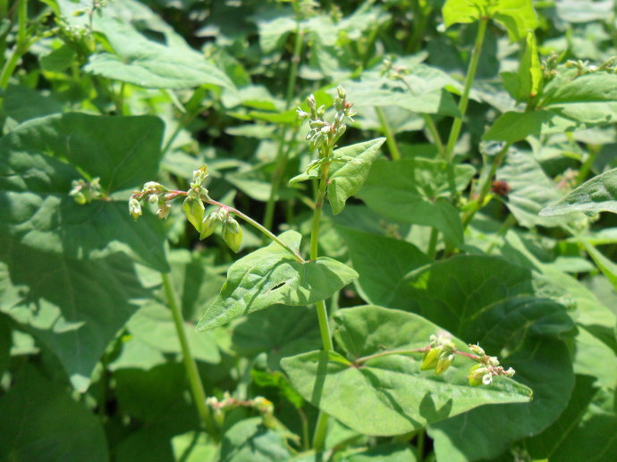 涔鹃殕鐖风敤杩囩殑瀹濊礉,涔鹃殕寰¤祼鍒樺鍧愬灚