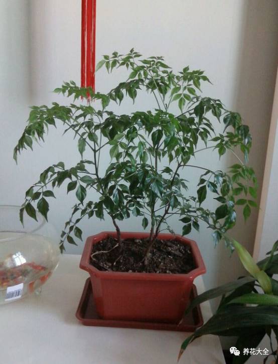 发财树的土养不活绿萝,养了几年的绿萝为什么没有根