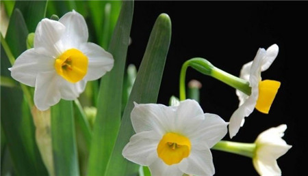 水仙不够绿怎么办,水仙养土里不开花怎么回事