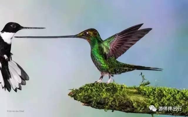 游伴伴|2016年最让人叹为观止的照片!