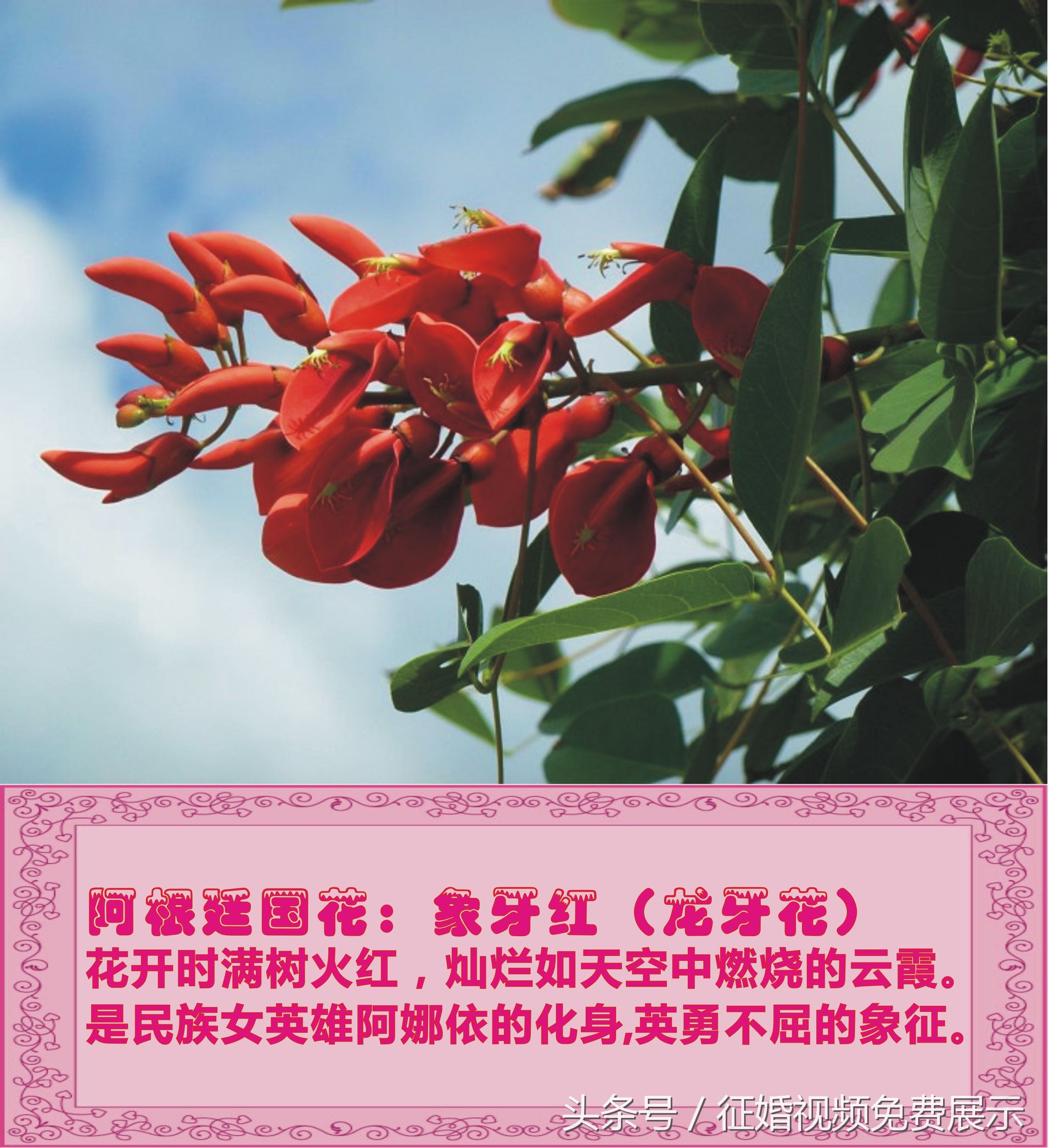 各国国花及象征意义,世界各国国花及寓意