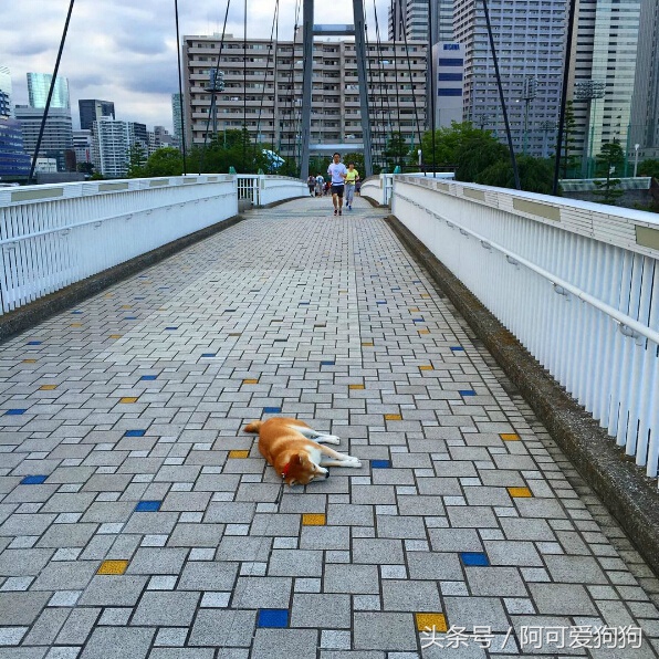 狗狗一拉出去，就收不回来了，怎么破？