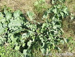 紫甘蓝家常凉菜的简单做法,紫甘蓝怎么拌凉菜家常做法