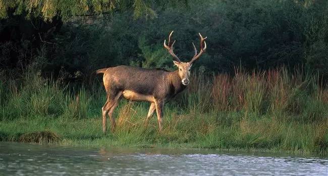 圣诞老人骑的那个鹿叫什么鹿,圣诞老人的坐骑麋鹿到底有多大