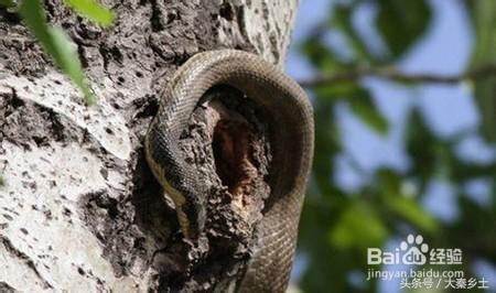 木耳采摘条件,怎么样辨别野生木耳