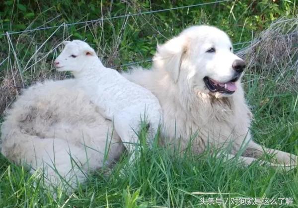 最凶悍的大白熊犬,常见的大白熊犬