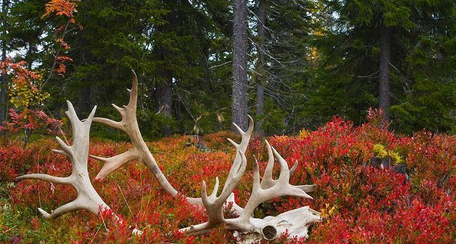 圣诞老人骑的那个鹿叫什么鹿,圣诞老人的坐骑麋鹿到底有多大