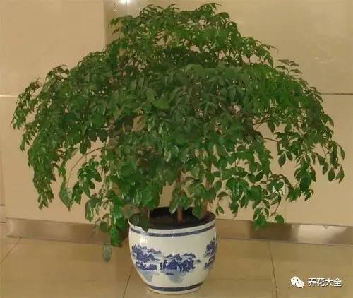 发财树的土养不活绿萝,养了几年的绿萝为什么没有根