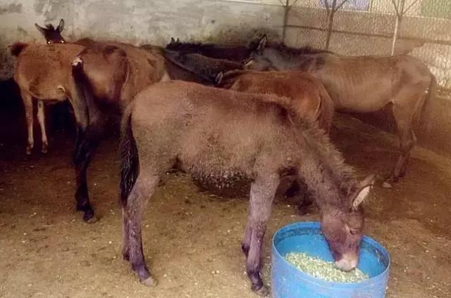 塘厦原汁原味驴肉火锅总店,塘厦驴肉火锅