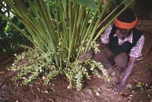 金酒就是松子酒吗,金酒是香槟吗
