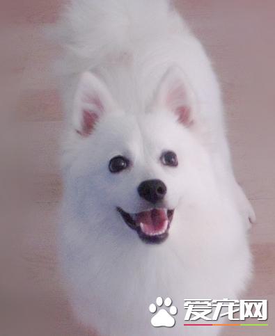 公银狐犬和母银狐犬的区别,银狐犬幼崽和成年银狐犬的样子