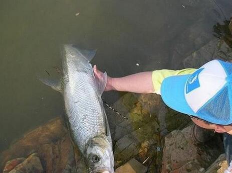 海竿江河钓翘嘴用什么钩,海竿铅头钩野钓翘嘴技巧及方法