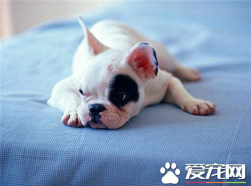 法国斗牛犬好养活吗知乎,法国斗牛犬真那么难养吗