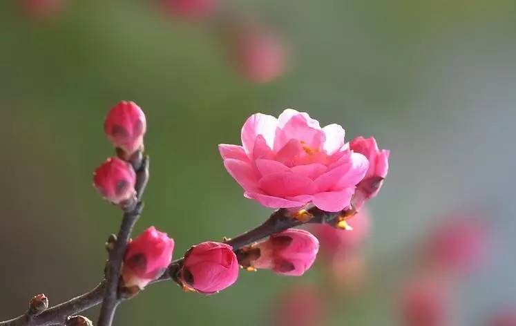 一枝梅经典诗词大全,诗词赏析一缕幽梦几丝愁