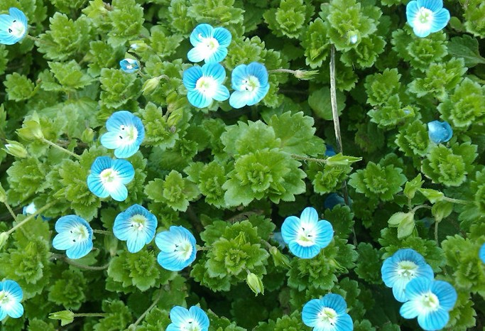 ‍‍‍如东路边42种草，天天踩它，却不知道它们好值钱~