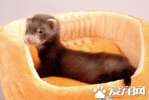 国产宠物貂和安格鲁貂有什么区别,宠物貂的分类和区别