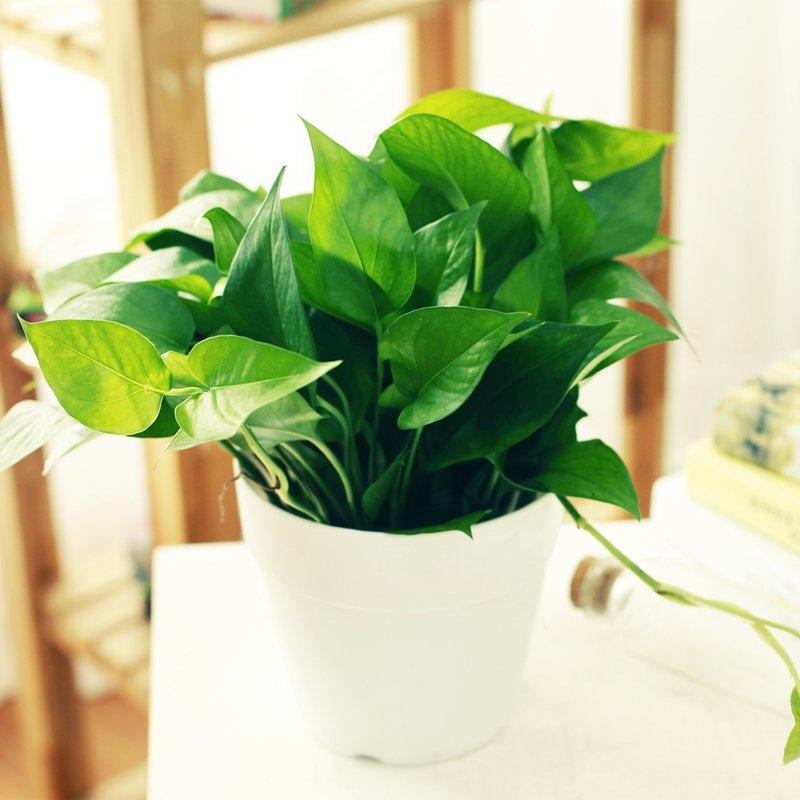 哪些绿色植物可以净化室内空气,室内绿色植物多的优点与缺点