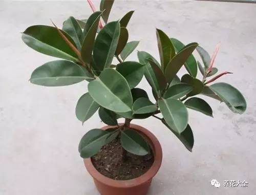 水养发财树绿萝黄叶掉叶怎样补救,绿萝发财树怎么养不烂根