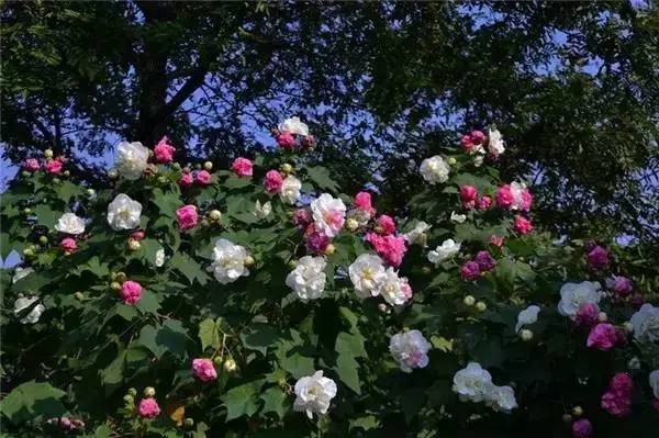 中国各大城市的市花分别是什么,吉林省省会长春市市花是什么