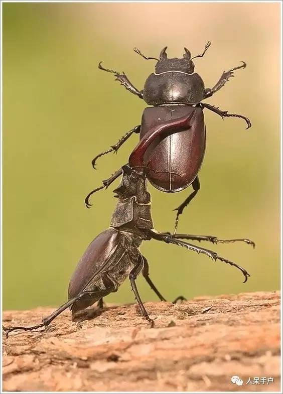看昆虫各式“大嘴”如何吞天吞地~