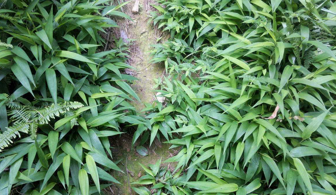 野生去火的草药,常见降火草药